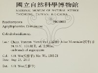 柱擔菌屬藏品圖，第2張