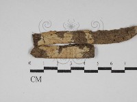 柱擔菌屬藏品圖，第1張