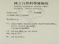 絲齒菌屬藏品圖，第2張