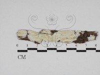 絲皮菌屬藏品圖，第1張