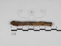 刺革菌屬藏品圖，第1張