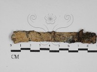 柱擔菌屬藏品圖，第1張