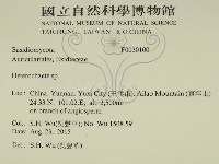 刺皮菌屬藏品圖，第2張