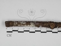 刺皮菌屬藏品圖，第1張