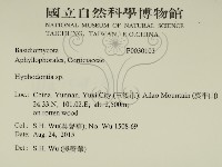 絲齒菌屬藏品圖，第2張