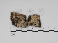 絲齒菌屬藏品圖，第1張