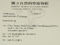 絲齒菌屬藏品圖，第2張