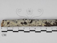 絲皮菌屬藏品圖，第1張