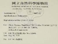 冇骨消絲齒菌藏品圖，第2張