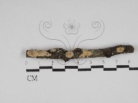 刺皮菌屬藏品圖，第1張