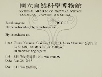 刺革菌屬藏品圖，第2張