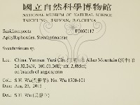 齒耳菌屬藏品圖，第2張