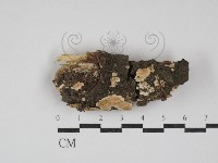 齒耳菌屬藏品圖，第1張