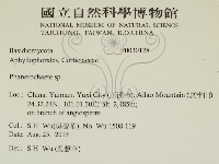 顯絲菌屬藏品圖，第2張