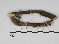 刺革菌屬藏品圖，第1張