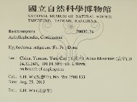 剛毛絲皮菌藏品圖，第2張