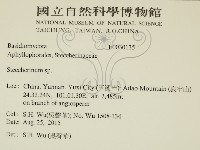 齒耳菌屬藏品圖，第2張