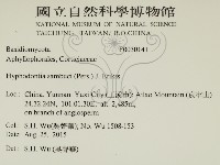 冇骨消絲齒菌藏品圖，第2張