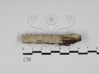 剛毛絲皮菌藏品圖，第1張