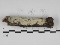 絲皮菌屬藏品圖，第1張