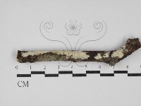 絲皮菌屬藏品圖，第1張