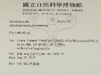 絲齒菌屬藏品圖，第2張