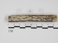 齒耳菌屬藏品圖，第1張