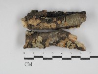 登錄號:F0030164藏品圖，第1張