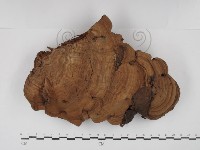 登錄號:F0030170藏品圖，第1張