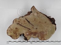 登錄號:F0030170藏品圖，第3張