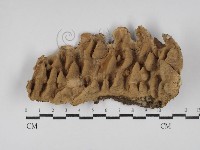 登錄號:F0030171藏品圖，第1張