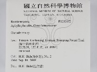 靈芝屬藏品圖，第2張