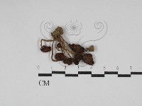 登錄號:F0030174藏品圖，第1張