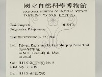 雲芝藏品圖，第2張