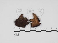 多孔菌屬藏品圖，第1張