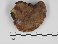 靈芝屬藏品圖，第3張