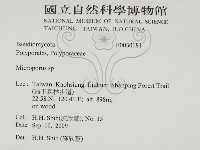 小孔菌屬藏品圖，第2張