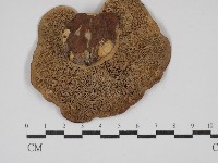 栓菌屬藏品圖，第3張