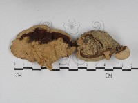 登錄號:F0030183藏品圖，第1張