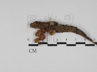 登錄號:F0030184藏品圖，第1張