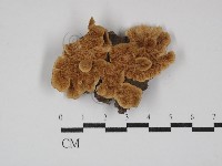 登錄號:F0030186藏品圖，第1張