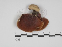 登錄號:F0030187藏品圖，第1張