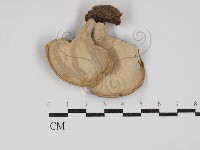 登錄號:F0030187藏品圖，第3張