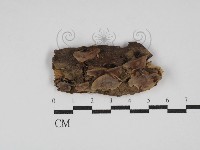 登錄號:F0030188藏品圖，第1張