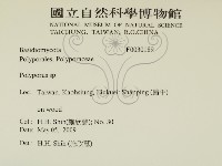 多孔菌屬藏品圖，第2張