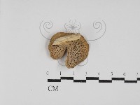 多孔菌屬藏品圖，第3張