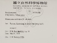 黄柄小孔菌藏品圖，第2張