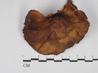 黄柄小孔菌藏品圖，第1張