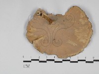 黄柄小孔菌藏品圖，第3張