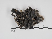 雲芝藏品圖，第1張